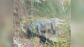 Huge 8-foot alligator carries new hatchlings in Oklahoma: video