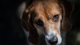 4,000 beagles successfully rescued from Virginia breeding facility in search of loving homes