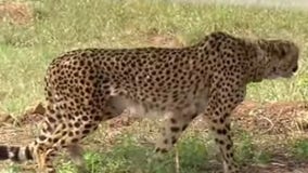 India welcomes back cheetahs after 70 years