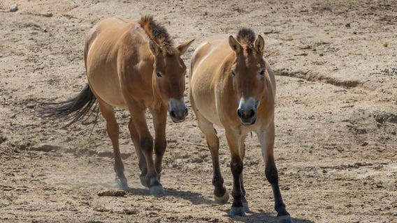 Kurt, world's 1st clone of rare horse, learning 'wild language' from female companion