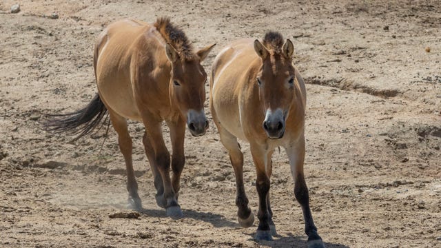Kurt, world's 1st clone of rare horse, learning 'wild language' from female companion