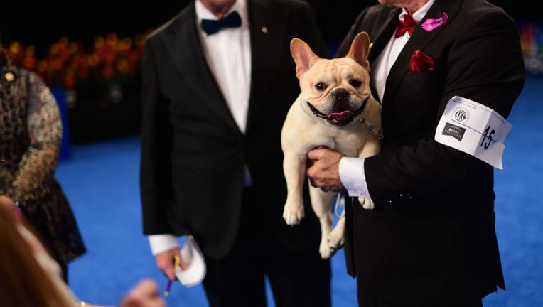 National Dog Show Hosted By The Kennel Club of Philadelphia