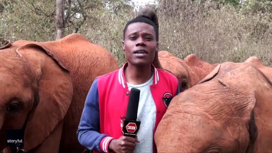 funny-video-elephant-reporter-kenya-11.jpg