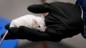 Scientists have reversed the aging process in mice: Are humans next?