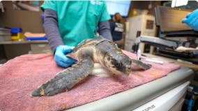 Over 500 sea turtles rescued by Boston aquarium as cold-stunning season comes to a close