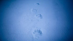 Polar bear kills mother, son in Alaska village, state troopers say
