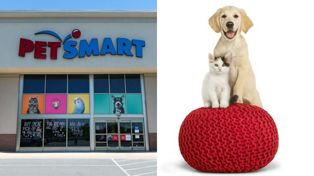 PetSmart searching for cat and dog 'chief toy testers,' offering $10,000 each