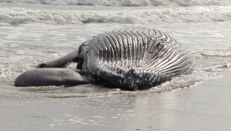 Offshore Wind-Dead Whales