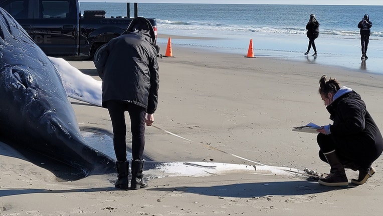 dead whale AC
