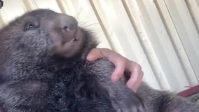 Wombat snuggles: Video shows adorable marsupial curled up with caregiver