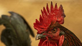 Irish rooster with a violent past kills man with attack to the back of his leg, court says