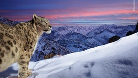 See the stunning photos people voted for in Wildlife Photographer of the Year awards