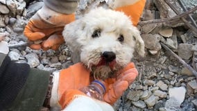 Watch: Rescuers save small dog trapped in rubble following earthquake in Turkey