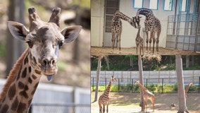 6-year-old giraffe dies after getting caught in enclosure gate