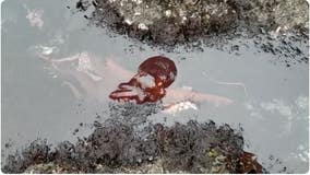 Watch: Rarely-seen giant Pacific octopus spotted swimming in Oregon tide pool