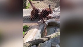 Toddler drops bottle near orangutan at LA Zoo: Watch what happens next