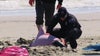 Eight dolphins die after 'mass stranding' on New Jersey beach, officials say
