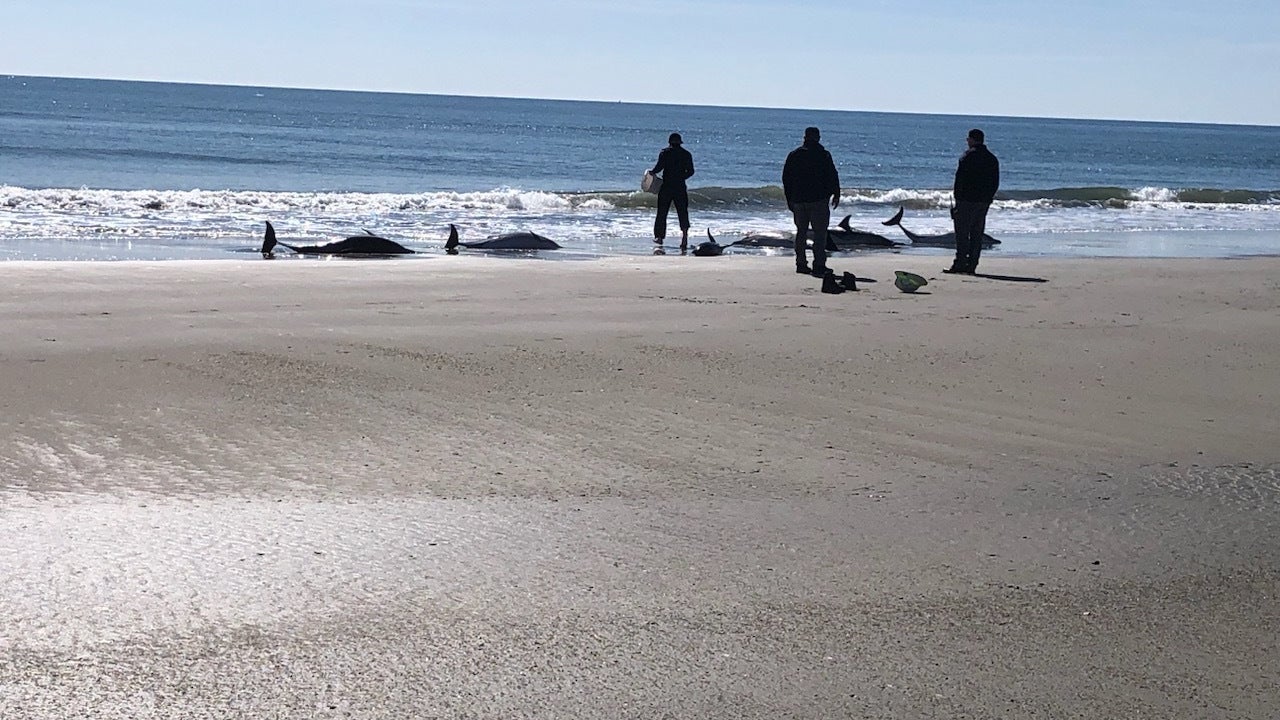Crews responding to group of beached dolphins on NJ beach - Vimarsana News
