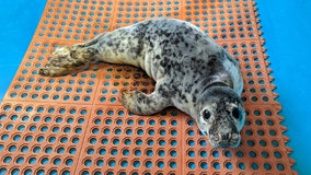Baby seal released after crossing NJ highway with police help