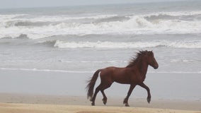 11-year-old Outer Banks wild stallion euthanized after severe fighting injury