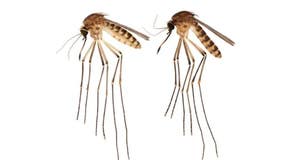 New invasive mosquito species spreading in Florida