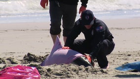 Eight dolphins die after 'mass stranding' on New Jersey beach, officials say