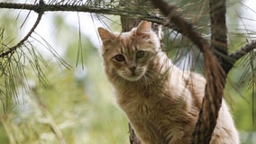 Children's cat-killing contest in New Zealand scrapped after backlash