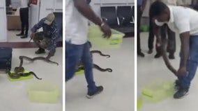Customs officials discover 22 snakes in airline passenger's baggage
