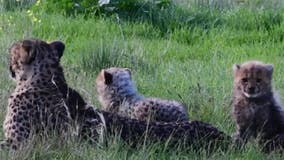 Cheetah cubs venture out of den for first time at Australian zoo