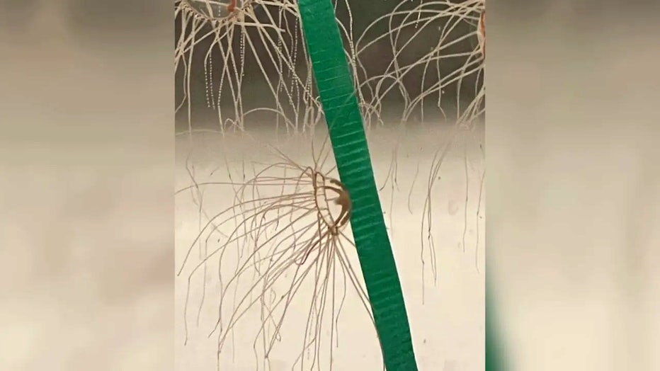 Video-2-copy.jpg