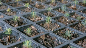 Plans to fight climate change with trees hampered by seedling shortage, study says