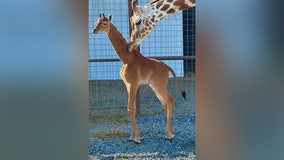 Rare spotless baby giraffe born at Tennessee zoo needs a name
