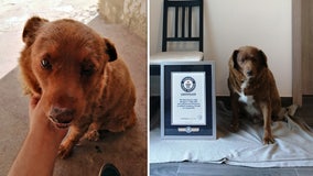 World's oldest dog ever dies, aged 31 (or about 217 in dog years)