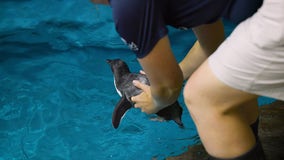Watch this baby penguin take its first swim at Chicago aquarium