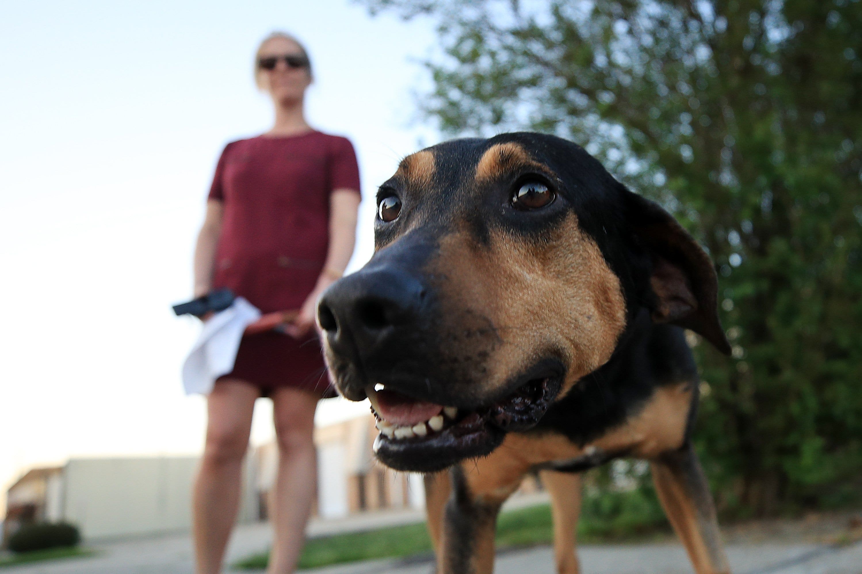 Looking to adopt a pet in Tacoma, WA? No fees on National Adopt a Shelter Pet Day