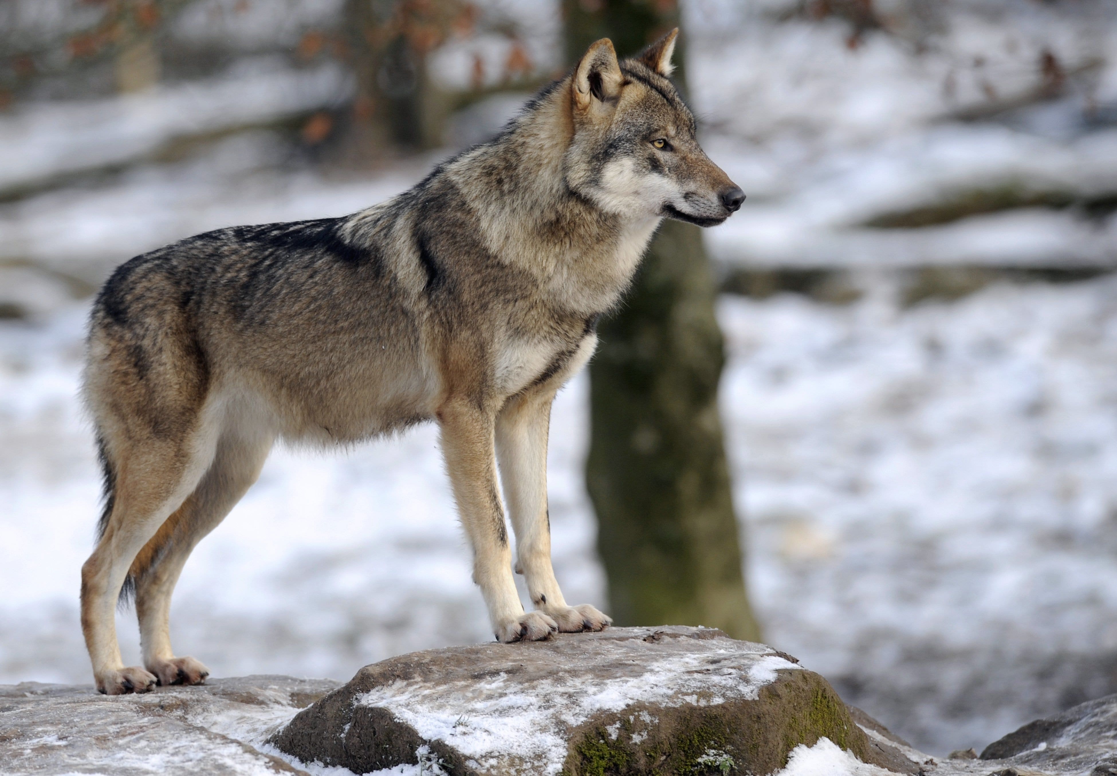 Washington wolf population hits record high in 2025