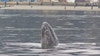 Pacific gray whales spotted in Puget Sound