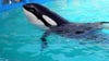 Announcement possible for orca Tokitae/Lolita's return to Puget Sound from captivity