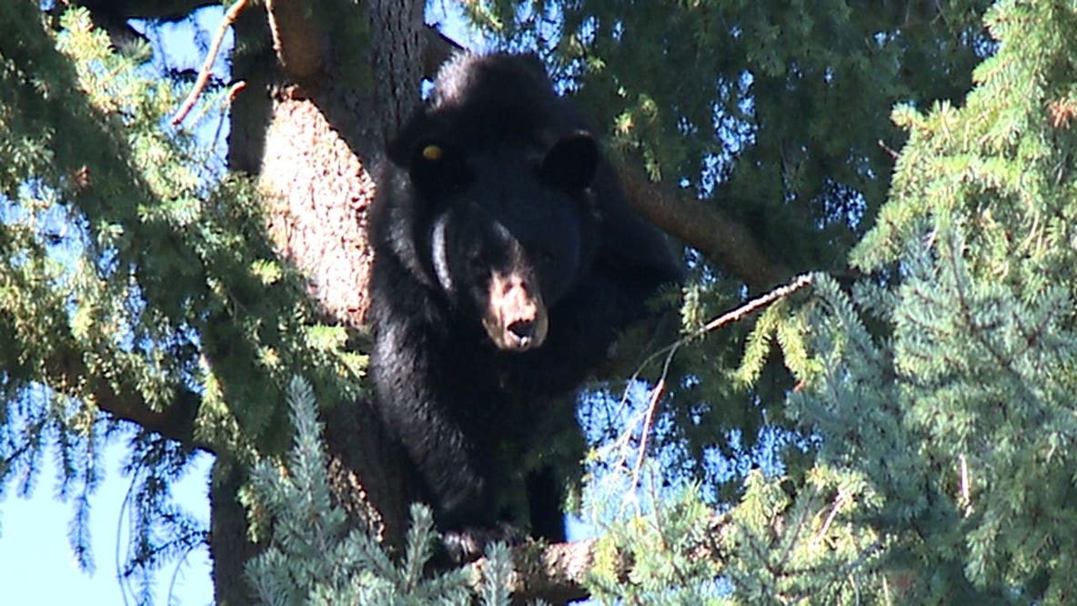 2 people injured in bear encounter on WA's Mount Si