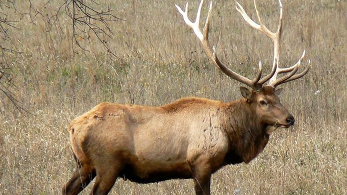 WA judge gives man longest big game sentence in decade for elk killing spree