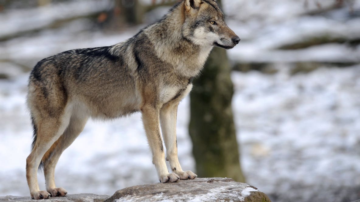 Washington wolf population hits record high in 2025