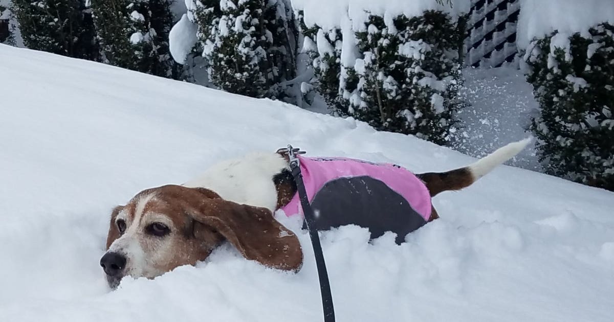 More lowland snow likely this weekend | FOX 13 Seattle