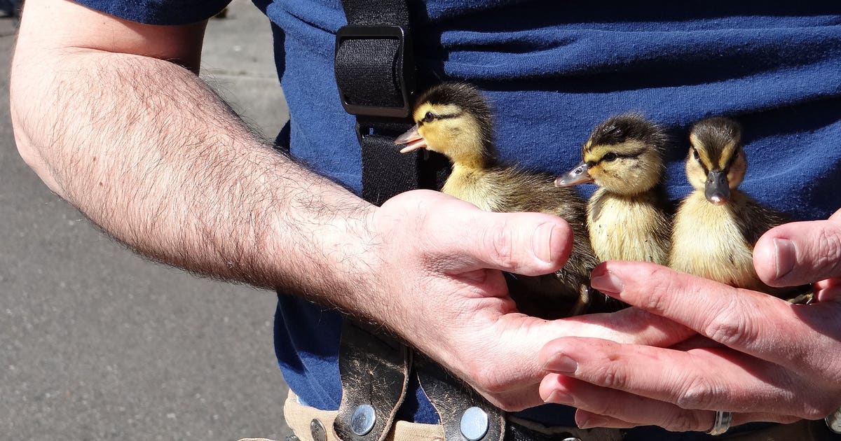 Firefighters rescue 11 ducklings from storm drain in Snohomish County ...