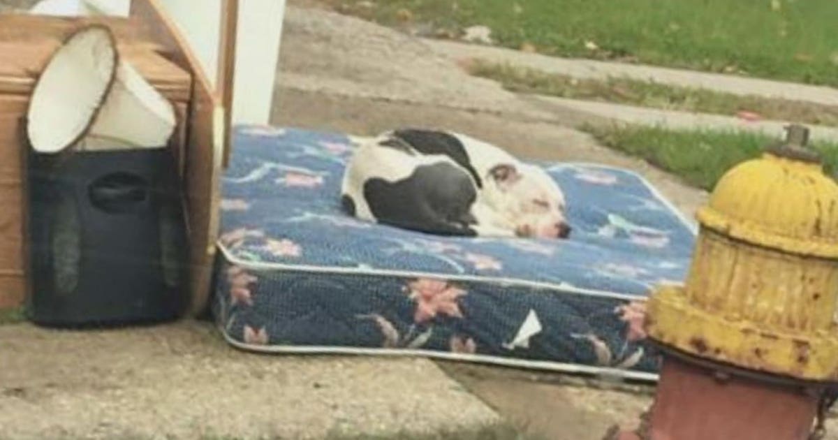 After seeing heartbreaking photo, man rescues pit bull abandoned by ...