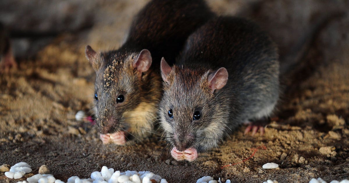Rat boards Portland-bound flight at California airport, forces ...