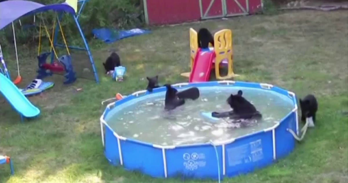 Family of bears beat the heat by having a backyard pool party (VIDEO ...