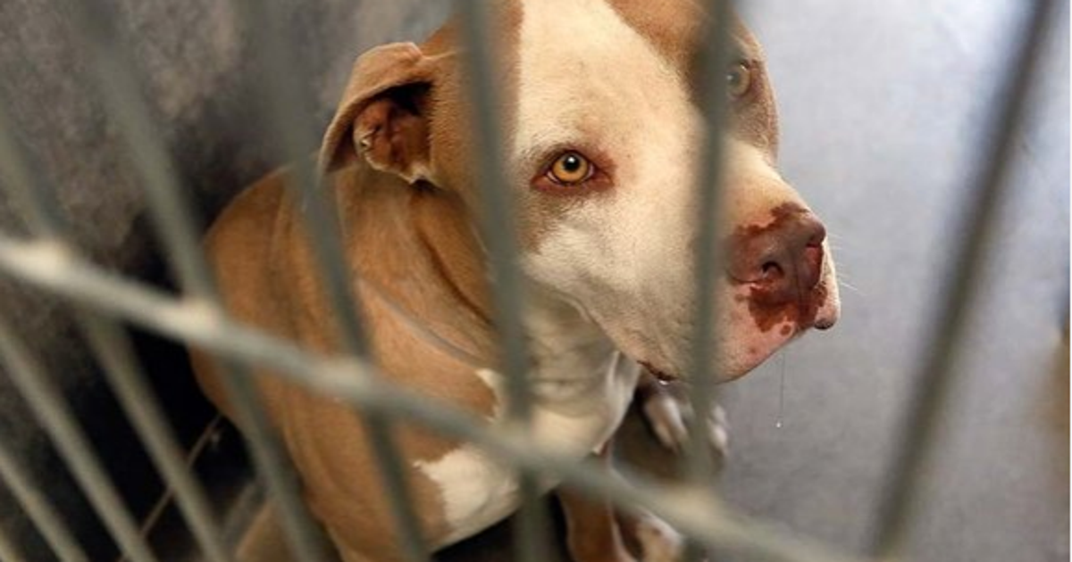 Prison for dog owner: Man gets 15 years to life for fatal pit bull ...