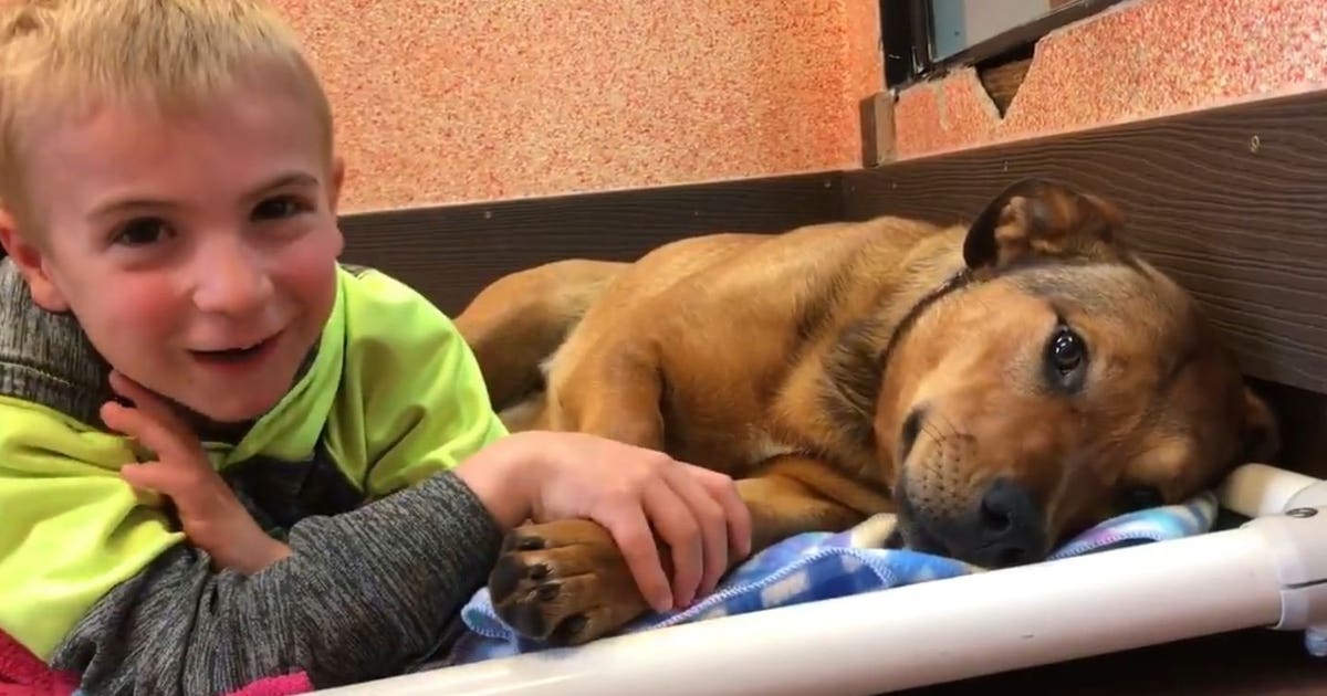 Little boy saves 1,000 dogs from high-kill shelters | FOX 13 Seattle