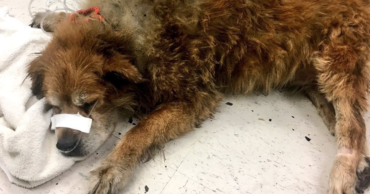 Heroic dog saves owner from house fire by shielding her from flames ...