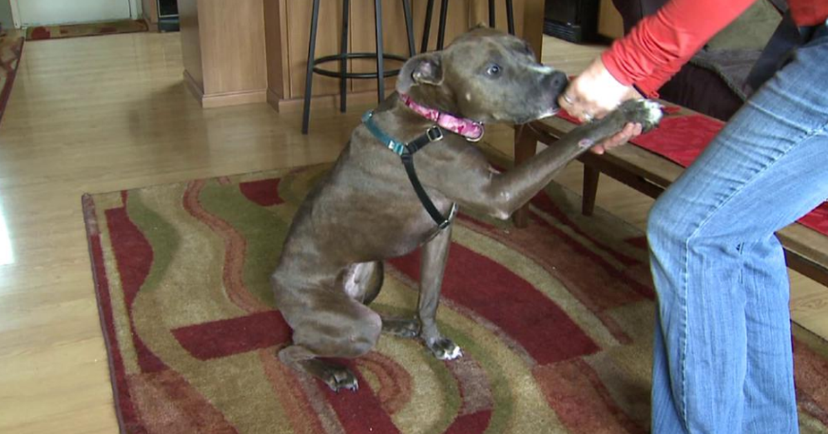 Severely abused dog left for dead finds new life thanks to community of ...
